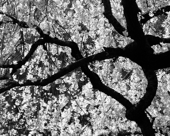 Cherry tree in bloom, Brooklyn Botanic Gardens