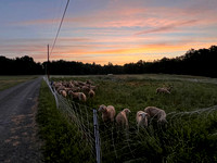 Willow Pond Sheep Farm - photos (c) Bruce C. Kennedy