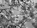 Cherries in bloom, Brooklyn Botanic Gardens