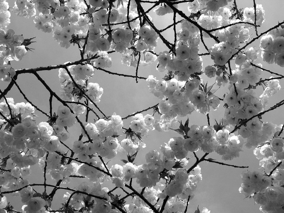 Cherries in bloom, Brooklyn Botanic Gardens