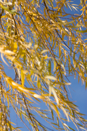 yellow willow fronds in the wind