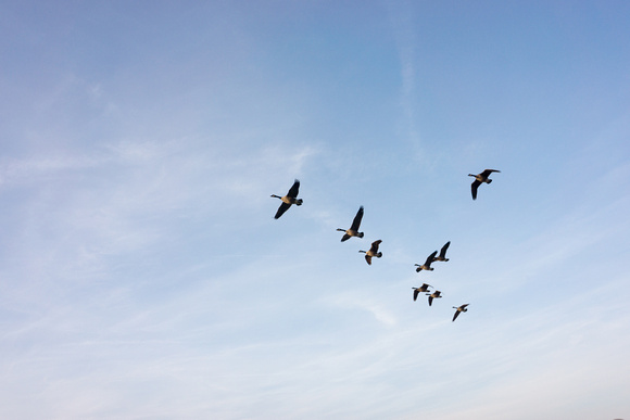 Nine geese in the sky