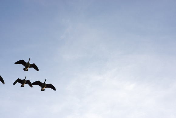 geese formation and the sky