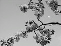 Pear tree blossoms and the moon, Park Slope, Brooklyn