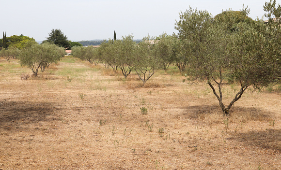 olive grove at entrence to St Remy