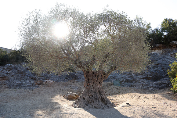 * Olive tree at Pond du Gard