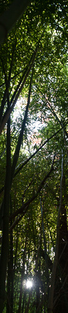 Photo by Bruce - In Garrison's bamboo grove