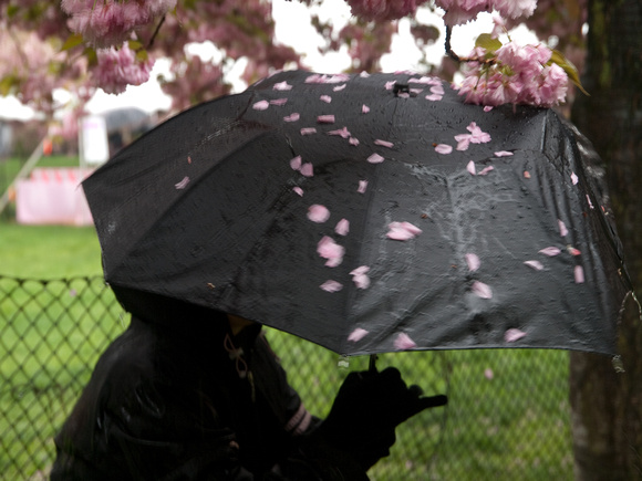 Carolyn's umbrella hitting the cherry blossoms while walking