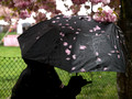 Carolyn's umbrella hitting the cherry blossoms while walking