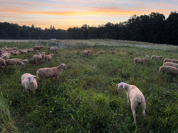 Willow Pond Farm / sheep - iPhone photo