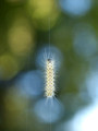 caterpillar under the elm