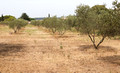 olive grove at entrence to St Remy
