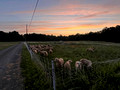 Willow Pond Farm / sheep - iPhone photo